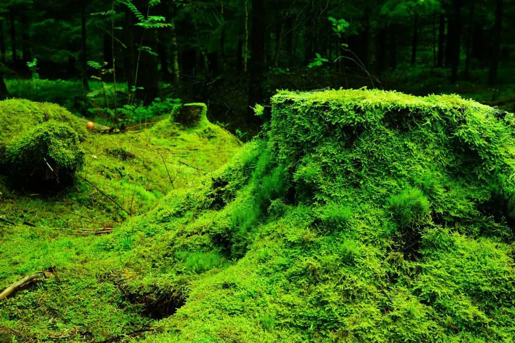 7 Best Moss Killer For Lawns In 2023 Reviewed FarmTilling