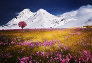 Best Soil For Alpines