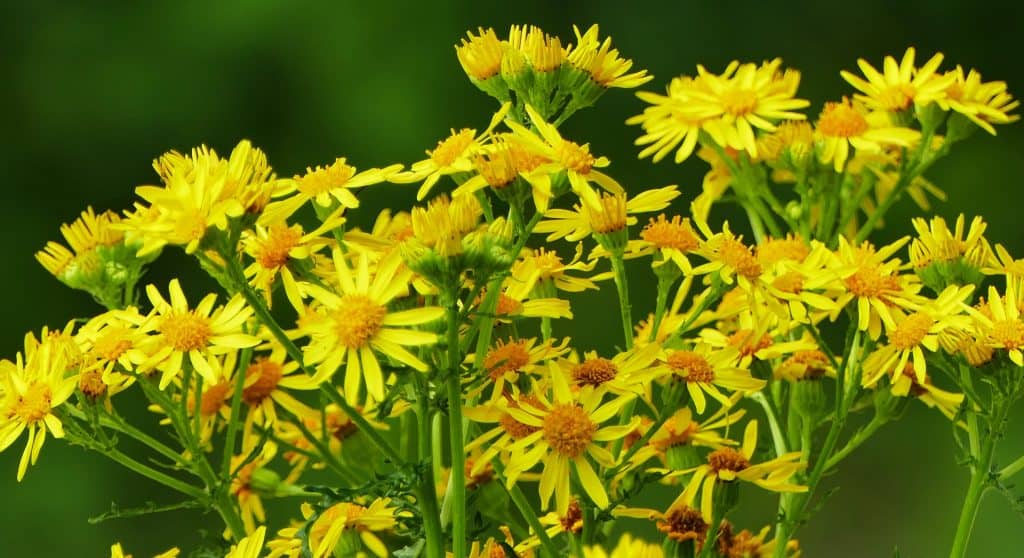 Best Weed Killer For Ragwort
