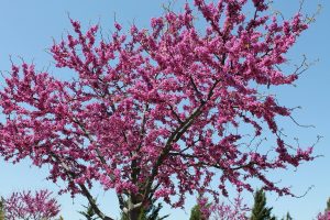 Best Fertilizer For Redbud Trees
