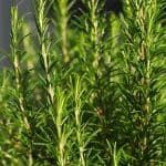 Best Fertilizer For Rosemary