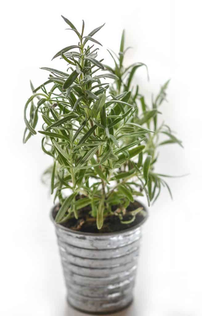 7 Best Soil For Rosemary 2023 Reviewed FarmTilling