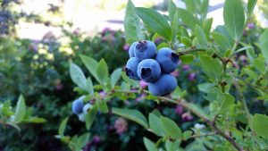 Best Fertilizer For Blueberries