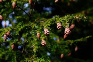 Best Fertilizer For Hemlock Trees