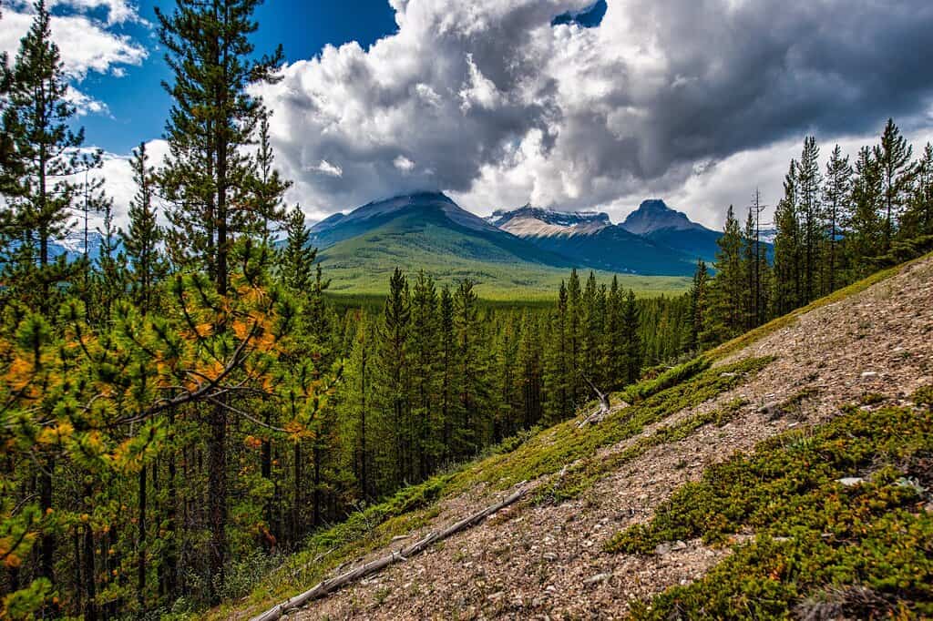 7 Best Mulch For Hillside In 2023 FarmTilling