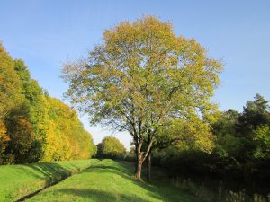 Best Fertilizer For Ash Trees