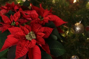 Best Fertilizer For Poinsettia 