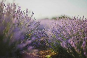 Lavender is one of the best low maintenance plants for a fence line full sun