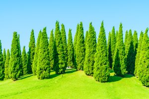 Best Fertilizer For Arborvitae