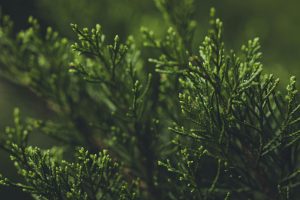 Best Fertilizer For Eastern Red Cedar