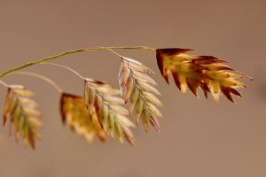 Best Fertilizer For Forage Oats