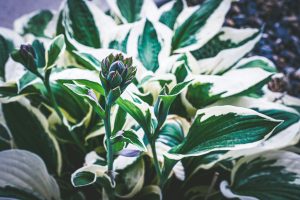 Best Fertilizer For Hostas