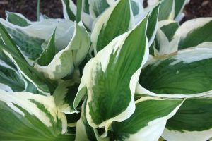 Best Mulch For Hostas