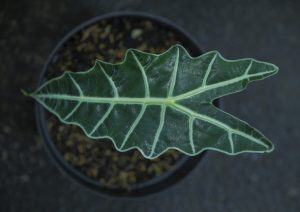 Best Pots For Alocasia