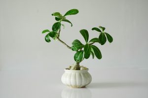 Best Pots For Desert Rose