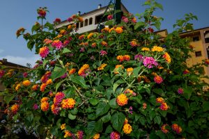 Does Lantana Do Better In Sun Or Shade