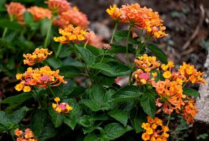 What Are The Benefits Of Lantana Camara