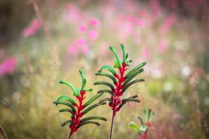 What Is The Kangaroo Paw Plant Used For