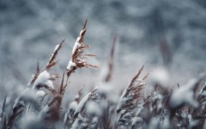 What To Do With Winter Rye In The Spring