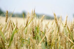 Winter Rye Seed For Deer