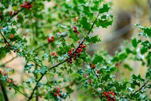 Best Fertilizer For Holly Bushes 