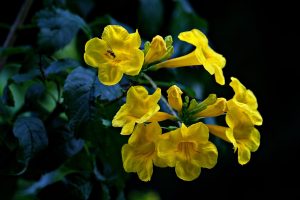 Are Yellow Bells Poisonous