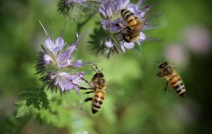 Bees are among the most attracted to Vitex