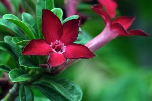 Best Fertilizer For Adenium