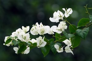 Best Fertilizer For Bougainvillea