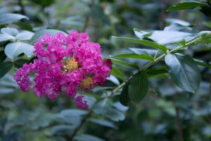 Best Fertilizer For Crepe Myrtles