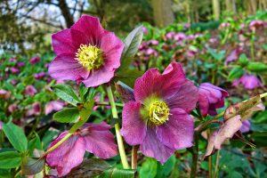 Best Fertilizer For Hellebores