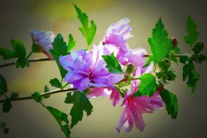 Best Fertilizer For Hibiscus