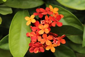 Best Fertilizer For Ixora