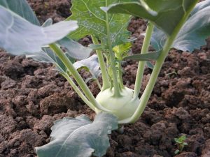  Best Fertilizer For Kohlrabi