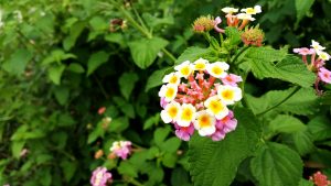 Best Fertilizer For Lantana Camara