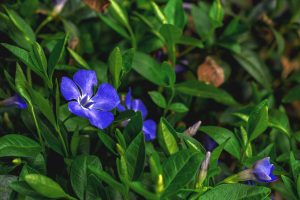 Best Fertilizer for Vinca Minor