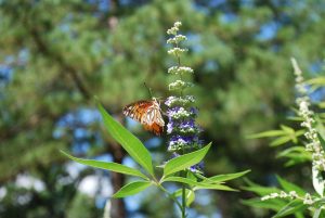 Best Fertilizer For Vitex Tree