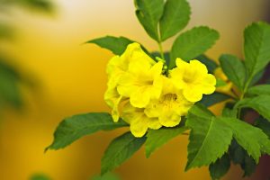 Best Fertilizer For Yellow Bells