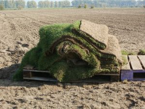 Best Fertilizer For Zoysia Sod