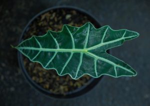 Best Fertilizer for Alocasia