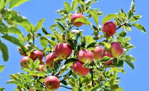 Best Fungicide For Apple Trees