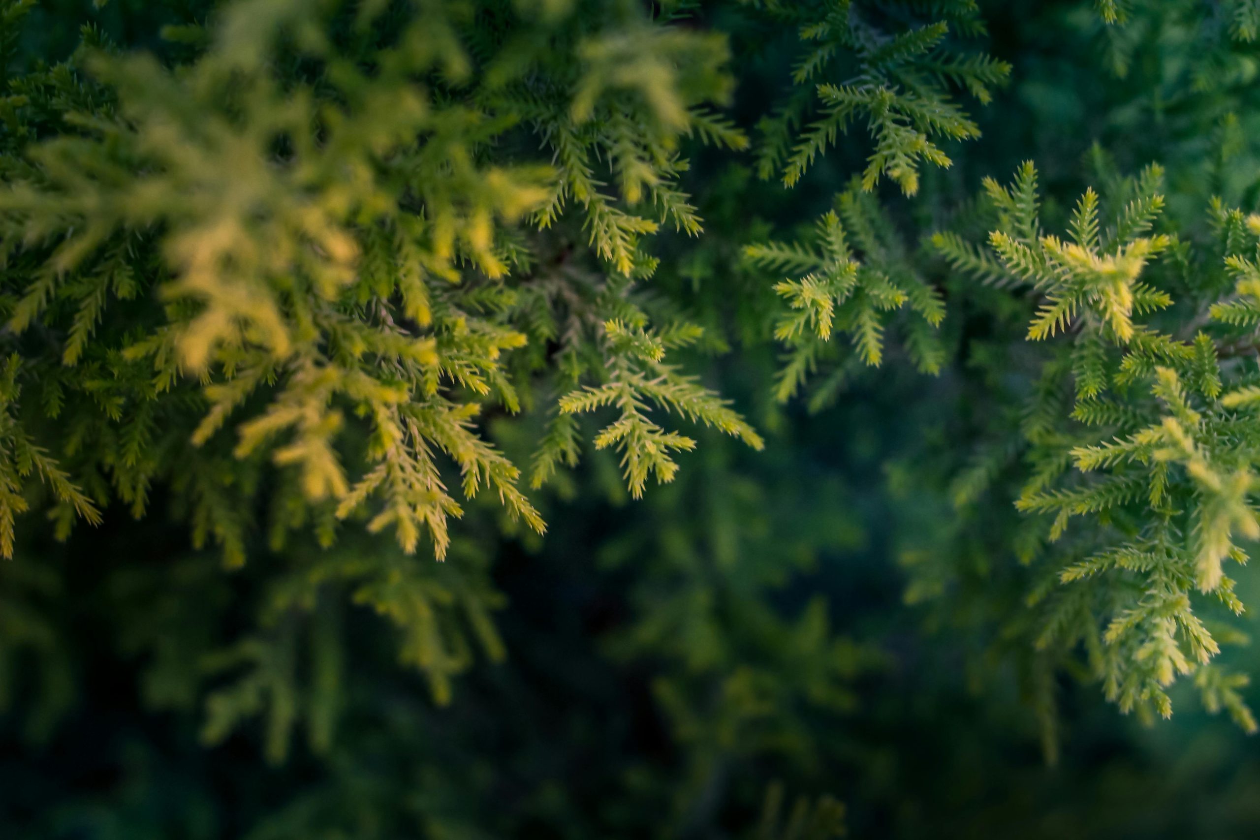 Best Fungicide For Arborvitae