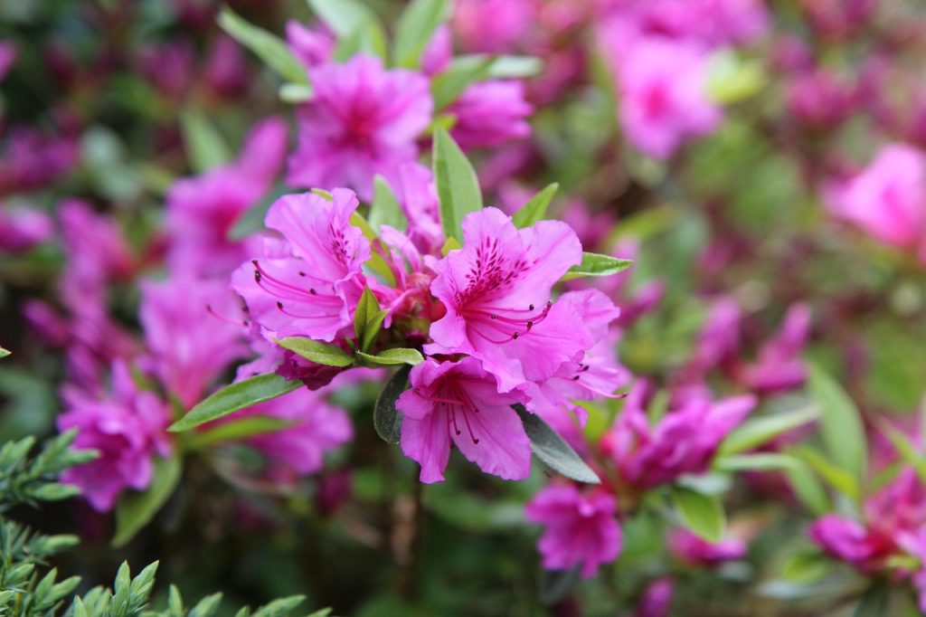Best Fungicide For Azaleas