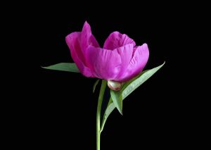 Best Fungicide for Peonies