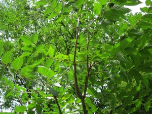 Best Herbicide For Ailanthus