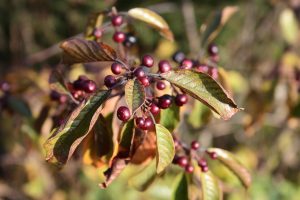 Best Herbicide For Buckthorn