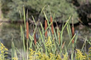 Best Herbicide For Cattails