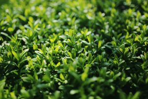 Best Herbicide For Privet Hedge