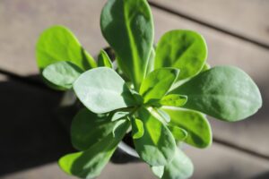 Best Herbicide For Purslane