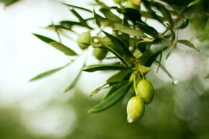 Best Herbicide For Russian Olive